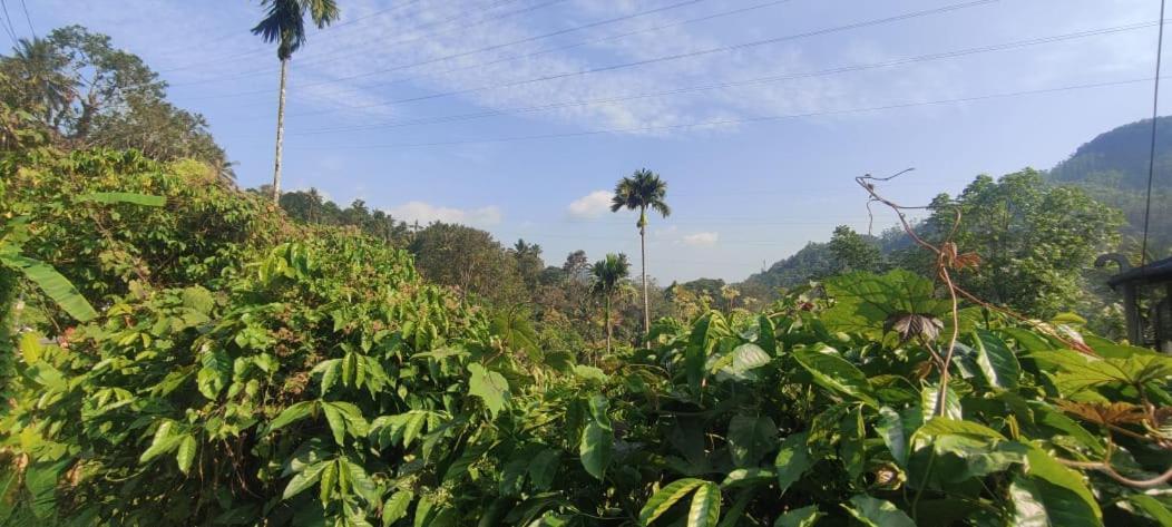 Riya Home Stay Munnar Anaviratty Eksteriør billede